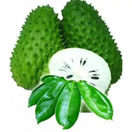 Fresh Graviola Extract For Immune Health